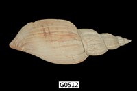 藏品(渦螺)的圖片